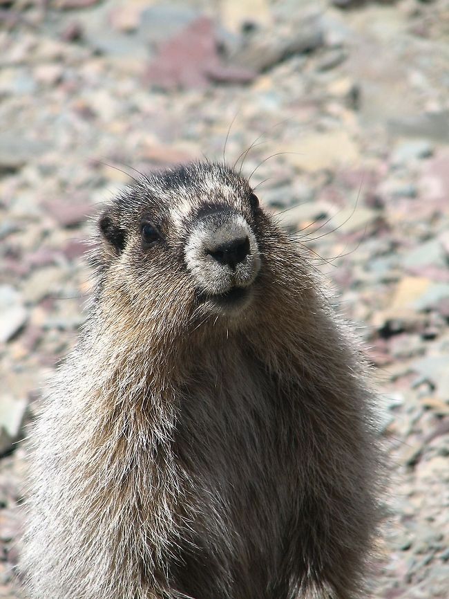 Marmot in Glacier National Park A large marmot stands up to pose for the camera in Glacier National Park. Hoary marmot,Mammalia,Marmota caligata,Mountain Marmot