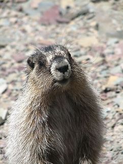 Marmot in Glacier National Park A large marmot stands up to pose for the camera in Glacier National Park. Hoary marmot,Mammalia,Marmota caligata,Mountain Marmot