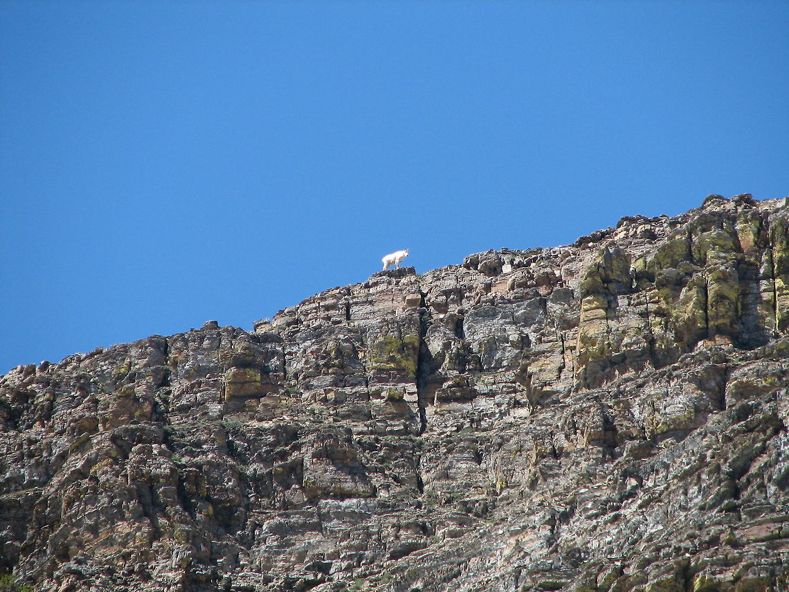 Mountain Goat from Afar  Goats,Mountain goat,Oreamnos americanus
