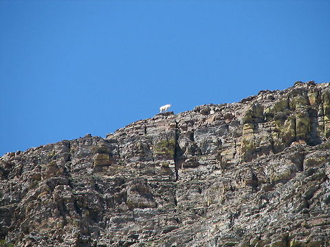 Mountain Goat from Afar  Goats,Mountain goat,Oreamnos americanus