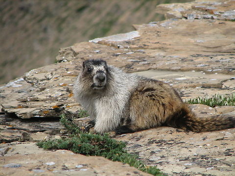 Marmot in Glacier National Park Very large marmot with white and brown fur in Glacier National Park. They can become about the size of a mid sized dog. Hoary marmot,Mammalia,Marmota caligata,Mountain Marmot