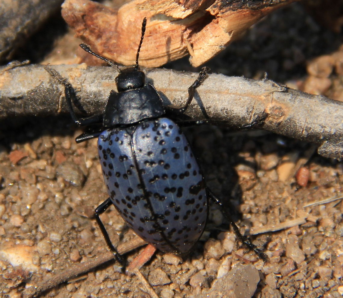 Gibbifer californicus  Geotagged,Gibbifer californicus,United States