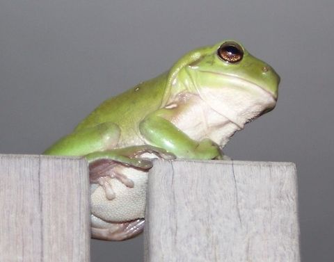 Green frog Queensland green frog Australian green tree frog,Litoria caerulea