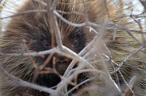 Peeking Porcupine Greatest experience of my life! This fellow allowed me to be 2 feet in front of him to get some amazing shots, and didn't seem bothered at all. Of course, careful to keep my distance the pictures turned out really cool. Canada,Erethizon dorsatum,Geotagged,North American porcupine,animals,nature,porcupine,wildlife