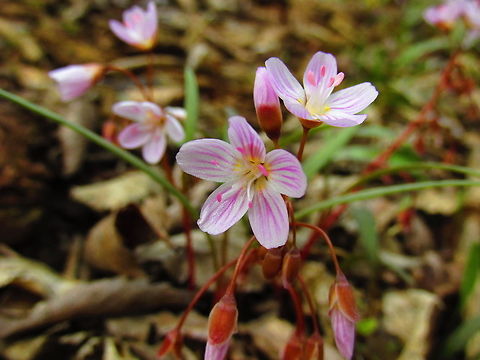 Wildflowers  Claytonia virginica,Wildflowers,pink