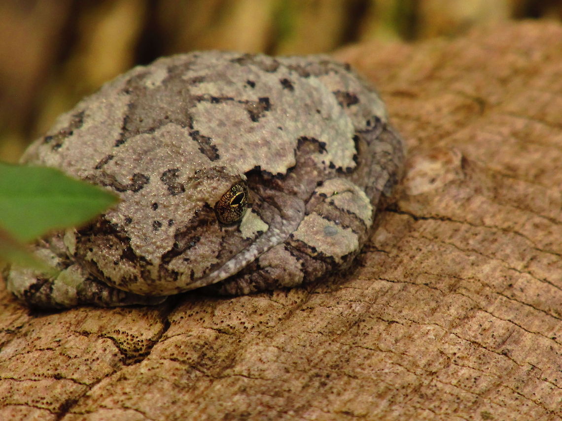 Camouflage 2  Gray tree frog,Hyla versicolor