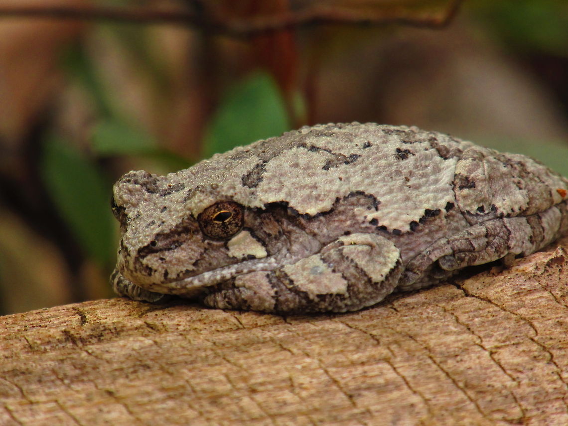 Camouflage  Gray tree frog,Hyla versicolor,Leaf,frog