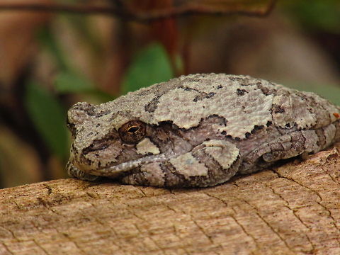 Camouflage  Gray tree frog,Hyla versicolor,Leaf,frog