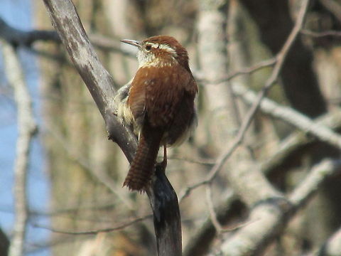 Carolina Wren  Birds,Carolina Wren,Thryothorus ludovicianus,wren