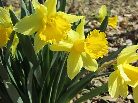 Yellow  Flowers,Lent lily,Narcissus pseudonarcissus,yellow