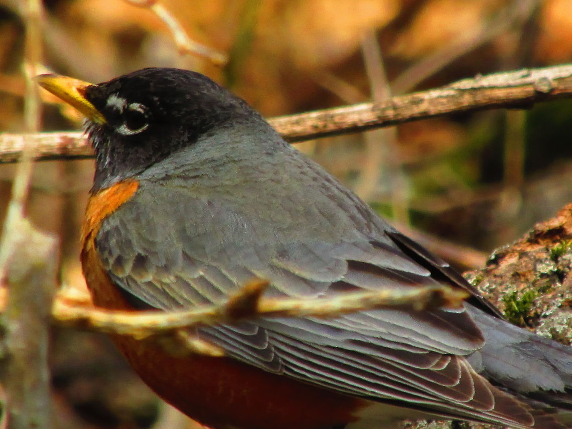 Robin  American Robin,Birds,Robin,Turdus migratorius