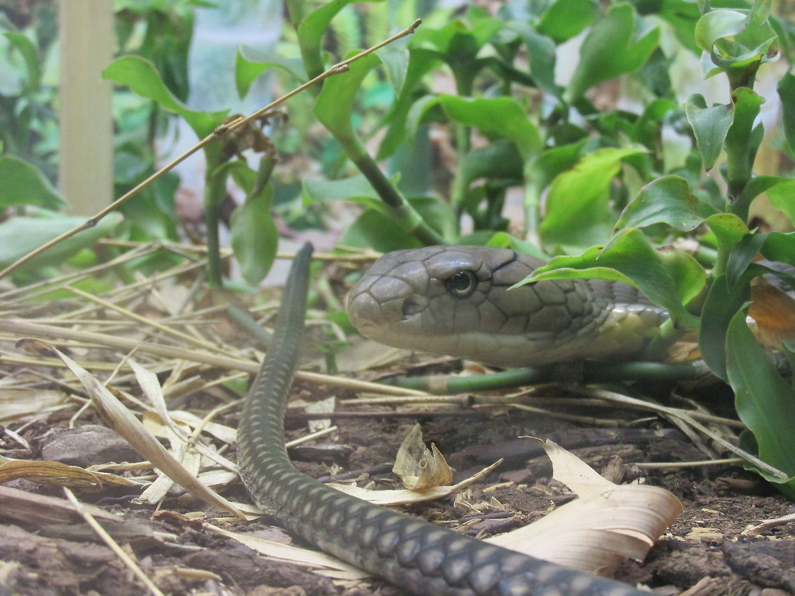 King Cobra  King cobra,Ophiophagus hannah,Snakes