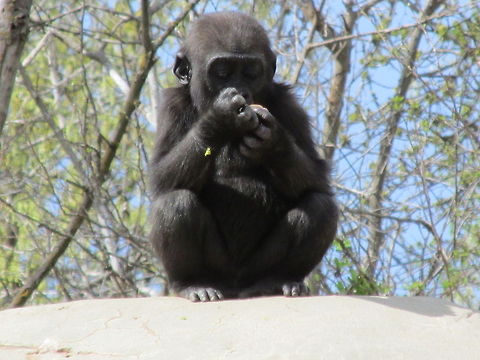 Young Gorilla  Baby,Gorilla,silverback