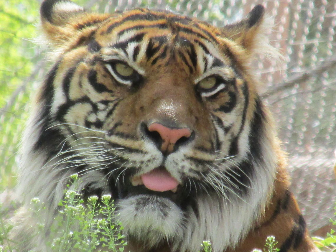 Siberian Tiger  Panthera tigris altaica,Siberian tiger,Tiger,Zoo