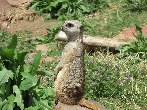 Meerkat  Meerkat,Suricata suricatta