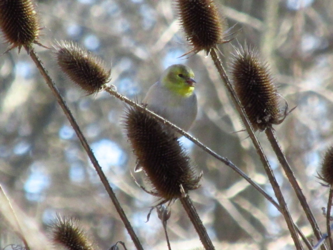Bird on teasel  Dipsacus laciniatus