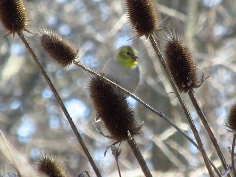 Bird on teasel  Dipsacus laciniatus
