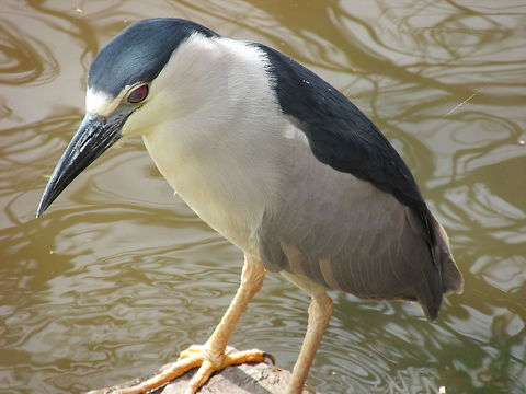 Life at the Lake Black-crowned Night Heron  Black-crowned Night Heron,Nycticorax nycticorax
