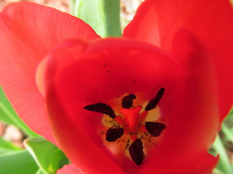Inside of Tulip  red,tulip