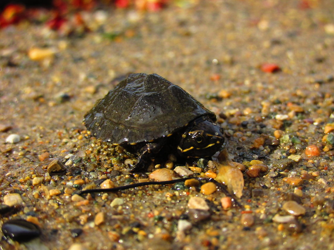 Baby Common Musk Turtle  Baby,Painted turtle,Sternotherus odoratus