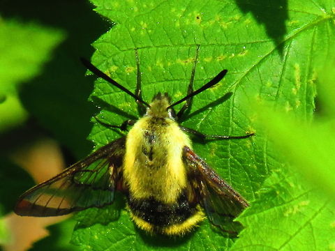 Snowberry Clearwing  Hemaris diffinis,Snowberry Clearwing