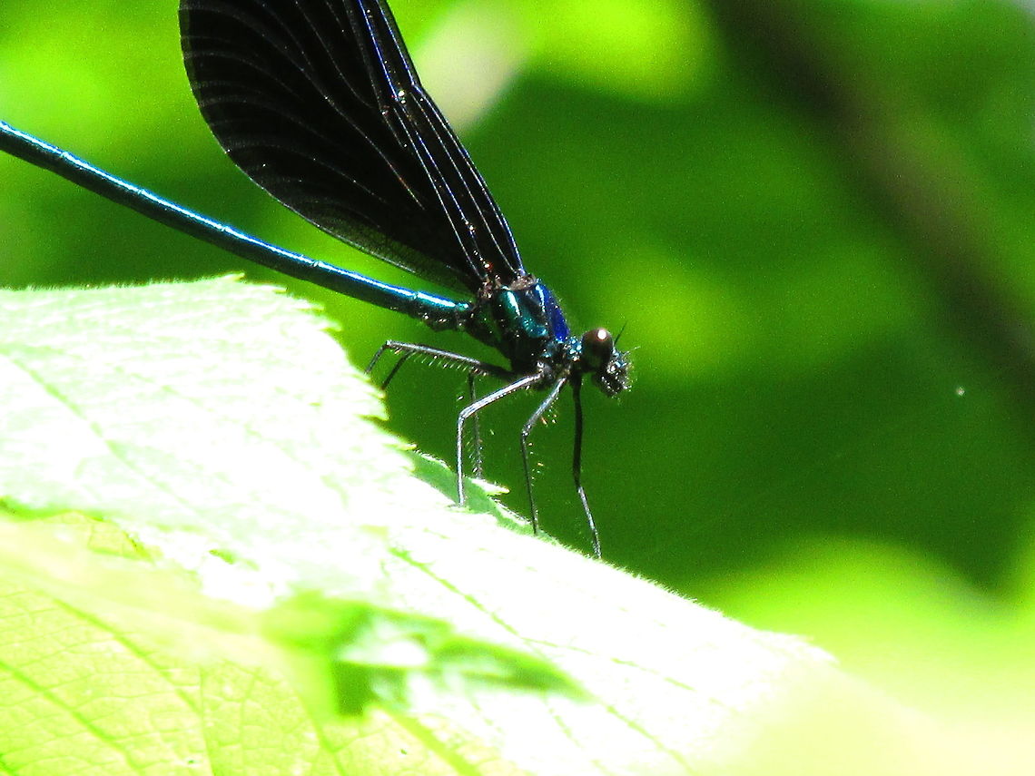 Ebony Jewelwing  Calopteryx maculata,Ebony Jewelwing