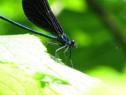 Ebony Jewelwing  Calopteryx maculata,Ebony Jewelwing