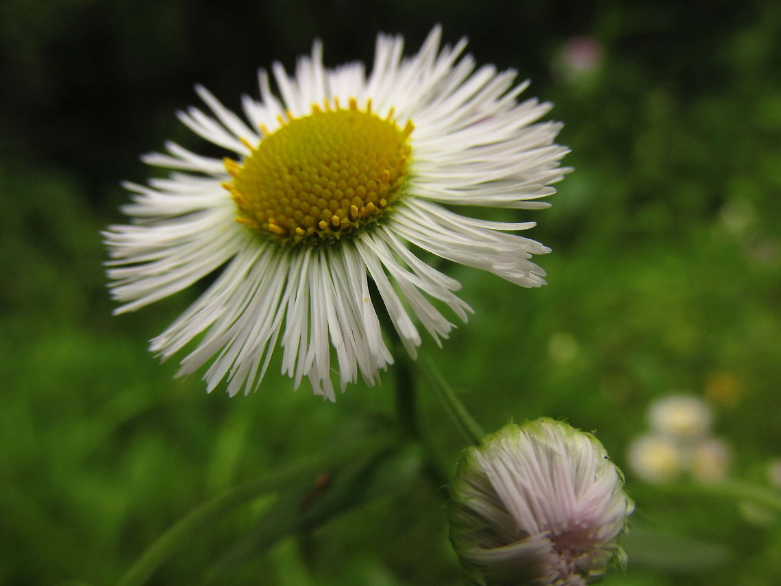 IMG_0895  Bellis perennis,Common daisy