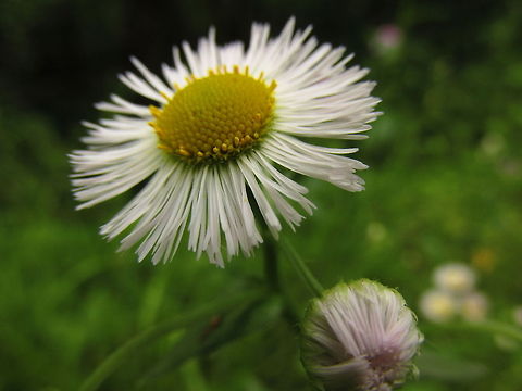 IMG_0895  Bellis perennis,Common daisy