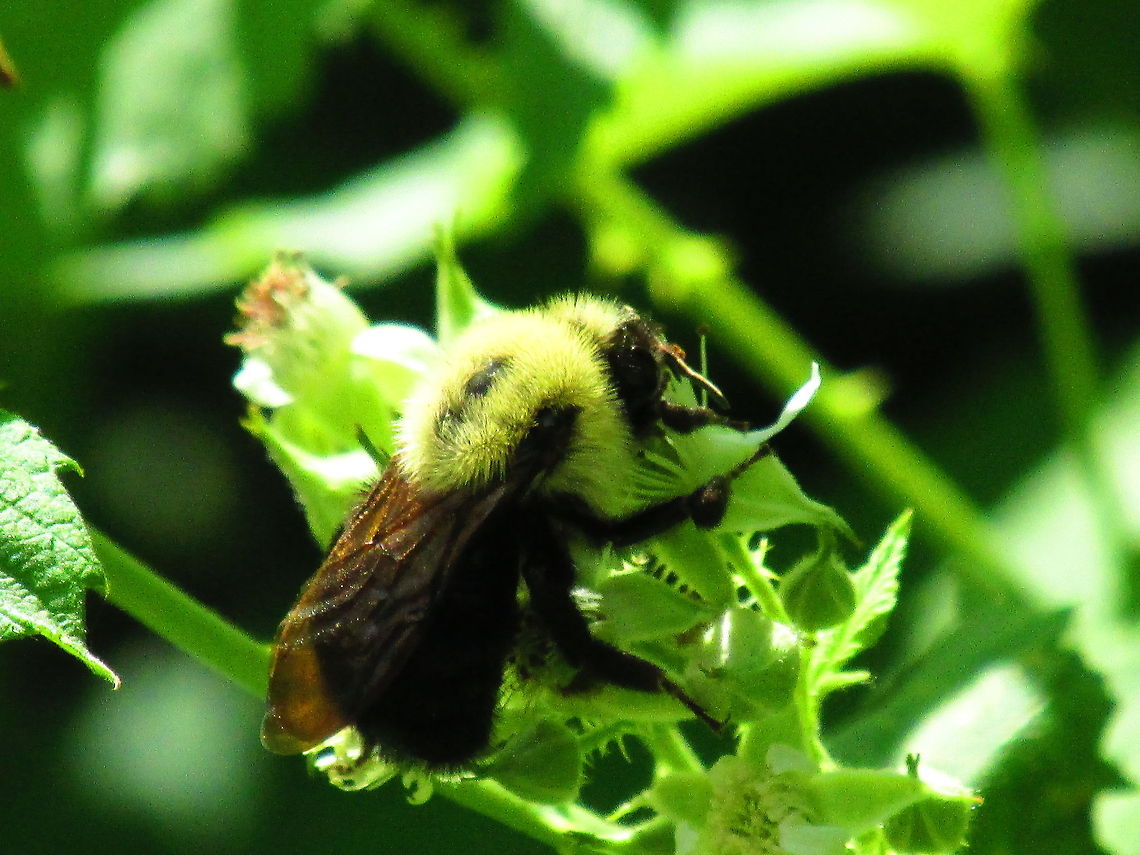 Bumblebee