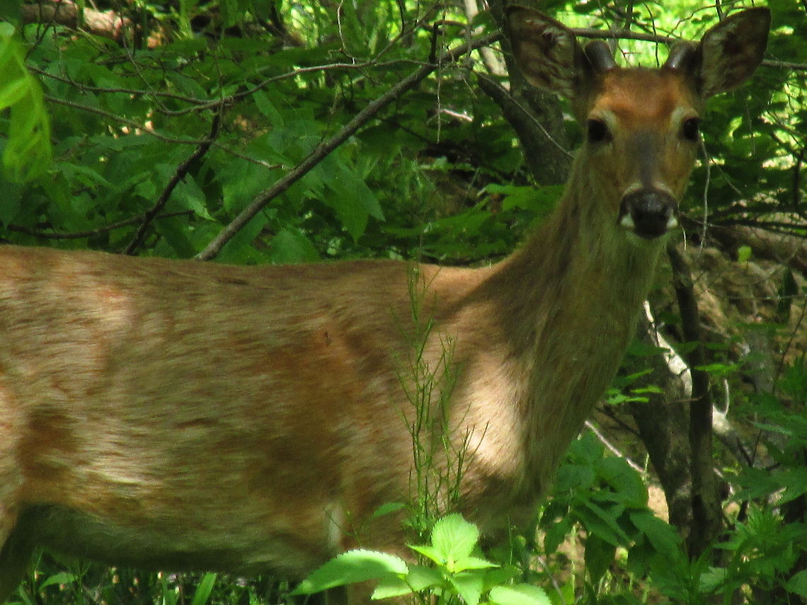 IMG_0901  Odocoileus virginianus,White-tailed Deer