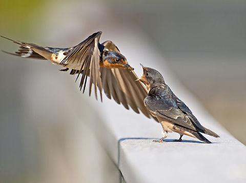 Rocket feeding Parent Barn Swallow feeding the fledgling! Action,Barn,Barn swallow,Bird,Hirundo rustica,Swallow,avian,feeding,flight,wildlife