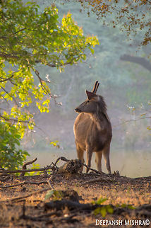 Limelight lover -Sambar deer. Ranthambore National Park, Rajasthan, India. Ranthambore National Park,Rusa unicolor,Sambar