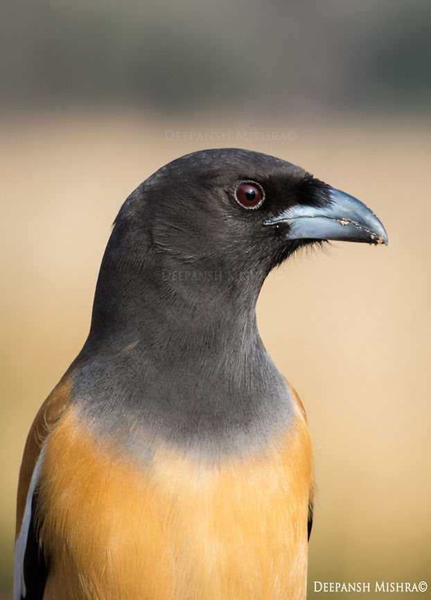 A candid Portrait- Rufous Treepie. From- Ranthambore National Park, Rajasthan India. Birds,Dendrocitta vagabunda,Ranthambore National Park,Rufous Treepie