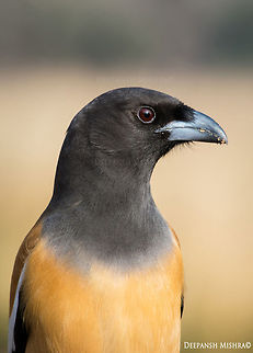 A candid Portrait- Rufous Treepie. From- Ranthambore National Park, Rajasthan India. Birds,Dendrocitta vagabunda,Ranthambore National Park,Rufous Treepie