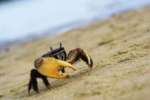 I just walked out This was taken in Besant Nagar beach, Chennai, India while I had gone there for a photoshoot with my friends. I had seen this crab lying motionless along the sea and wrongly assumed that it was a toy that had washed ashore. I bent down and was about to touch it when my better sense kicked in. Somehow I decided to move away and a small stick thrown near it made the crab to react. Then I realized how big this guy is and was lucky to have my fingers intact. Fishermen who live near the sea told me about the power of their claws.  Cardisoma carnifex,Chennai,Geotagged,India,beach,claws,crab,movement,sea,sharp