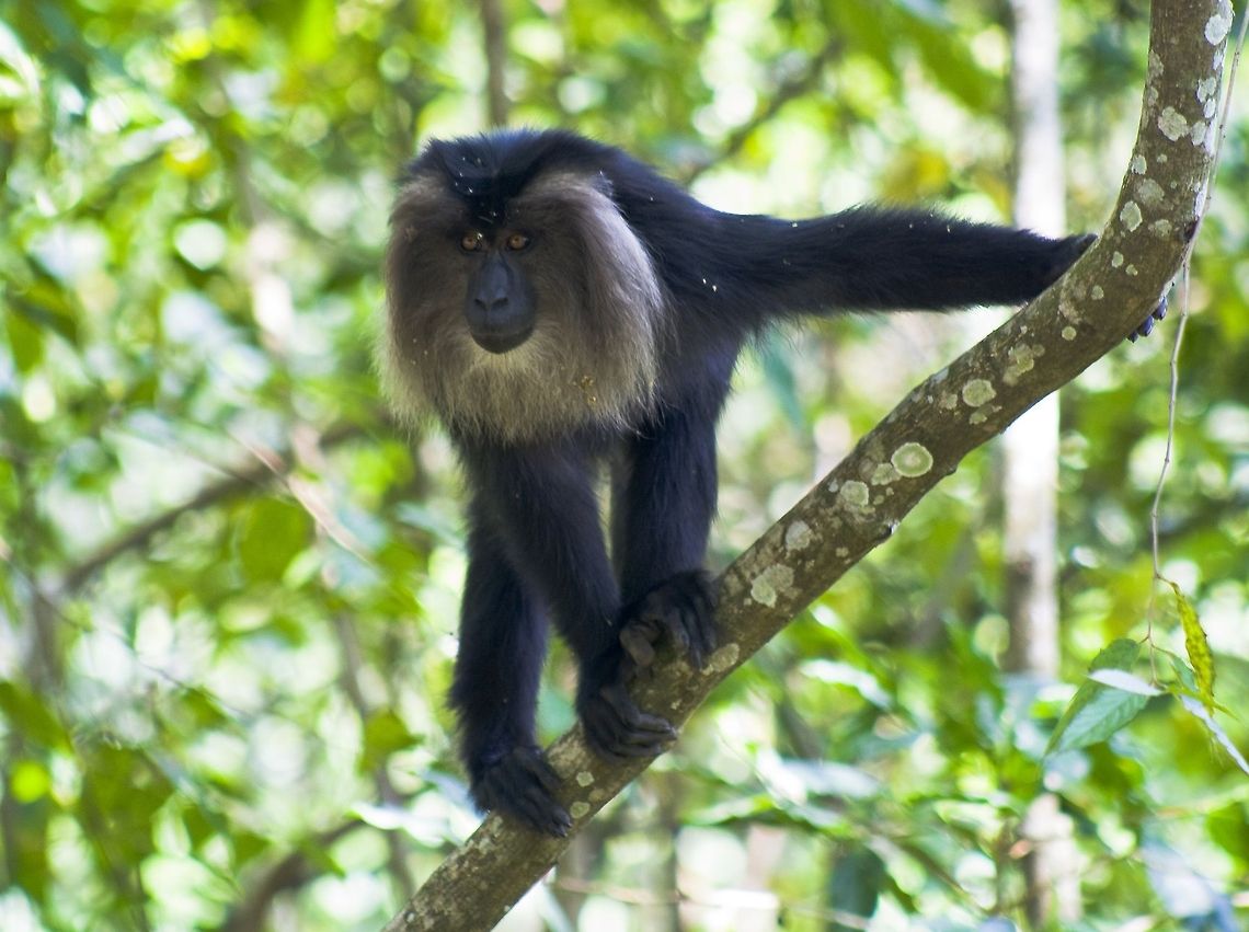 The lucky encounter The lion tailed macaque is an endangered species and is one of the animals that is endemic to the western ghats of India. During our visit to Valpaarai, we were travelling in a car and we saw a group of people standing on the highway &amp; pointing their cameras at the forest that engulfs the highway. We stopped our car and saw that they were shooting a family of lion-tailed macaque. I got down and got into the act myself. When we enquired, we found that the photographers had been camping at Valpaarai for the last couple of days just for photographing the macaques. We got lucky and found them during our way! Geotagged,India,Lion-tailed macaque,Macaca silenus,black,endangered,foliage,forest,lion-tailed macaque,monkey,western ghats,wild