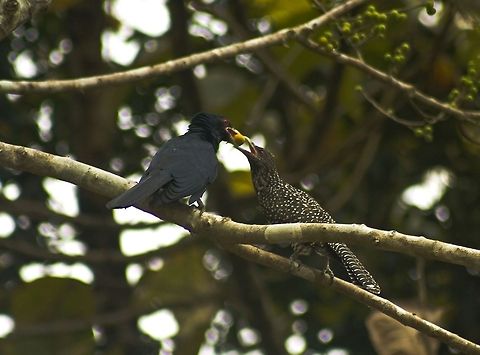 Love begins with sharing Sometimes luck plays a huge role...... A huge role in landing these kind of shots. When all that you intended for is to get out and see whether any bird shots are available and you end up getting the birds right at your gate!! I just came out with my 300mm lens to see whether I could spot any birds and saw this sight unfold infront of my eyes. Clicked a few pictures before these loving lovely pair of Koels flew away Asian Koel,Eudynamys scolopaceus,Fruit Bat,Geotagged,India,Kaladi,Kerala,Koel,birds,feeding,love is in the air,loving