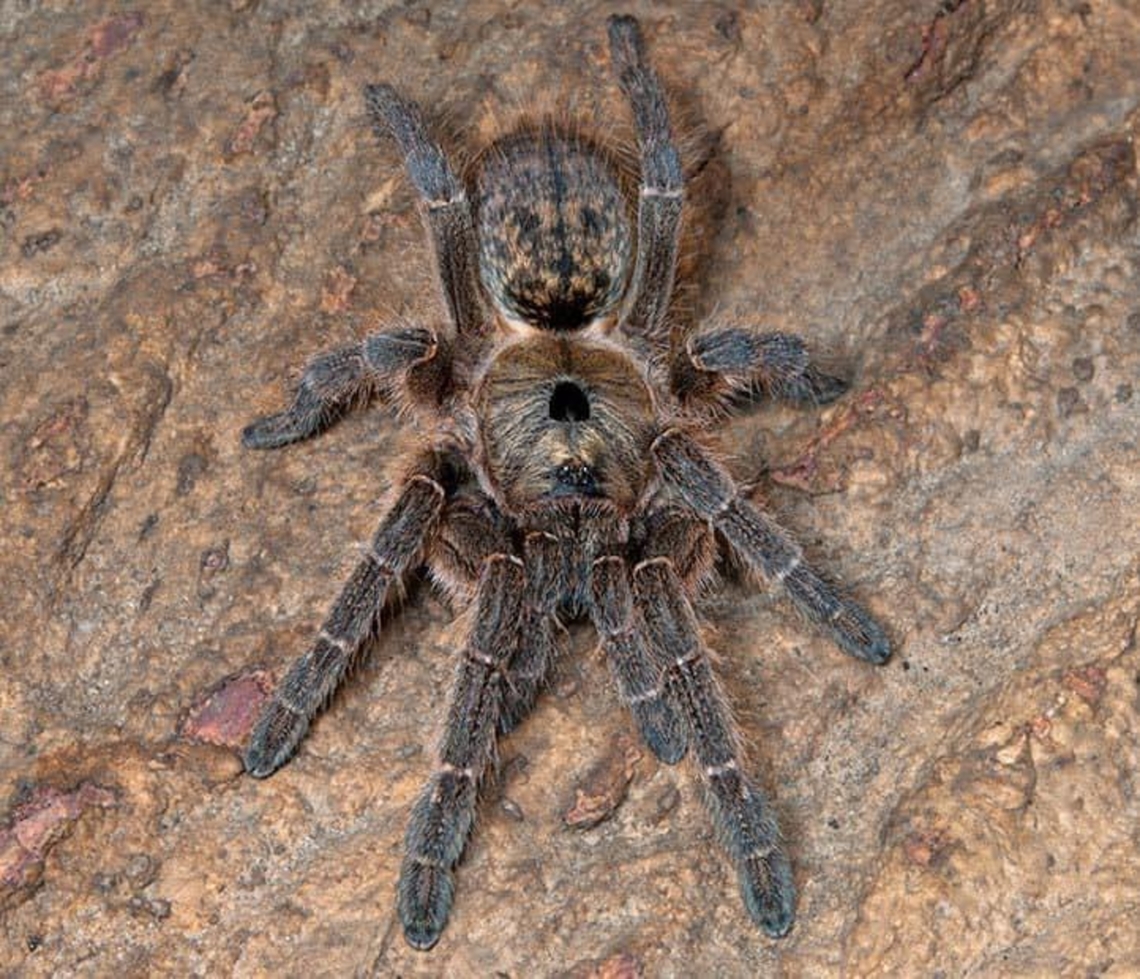 IMG_0288  Heteroscodra maculata