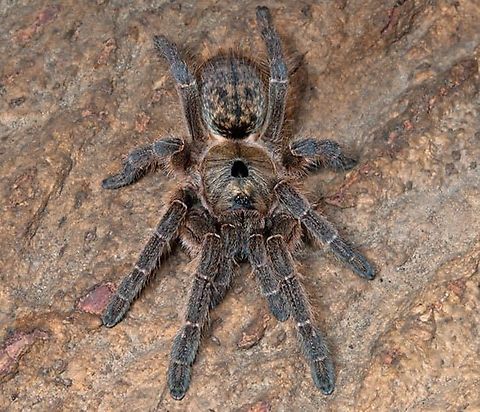 IMG_0288  Heteroscodra maculata