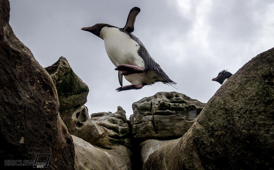 Leap of Faith A rockhoppper penguin leaps across a ledge as it returns to its rookery after a day of hunting.<br />
<br />
Eric Lew &copy; 2013 All Rights Reserved Eudyptes chrysocome,Southern Rockhopper Penguin,dropbox,koken
