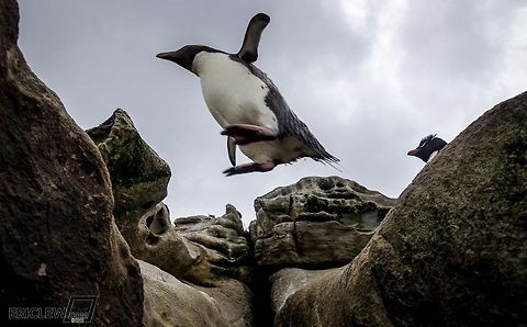 Leap of Faith A rockhoppper penguin leaps across a ledge as it returns to its rookery after a day of hunting.Eric Lew &copy; 2013 All Rights Reserved Eudyptes chrysocome,Southern Rockhopper Penguin,dropbox,koken