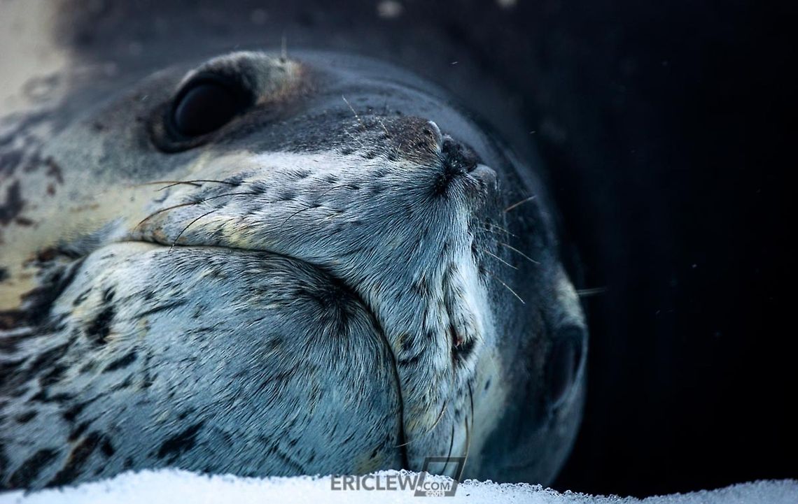 Focus A leopard seal makes direct eye contact as our boat passes by the iceberg shard it rests on.<br />
Eric Lew &copy; 2013 All Rights Reserved Antarctica,Geotagged,Hydrurga leptonyx,Leopard seal