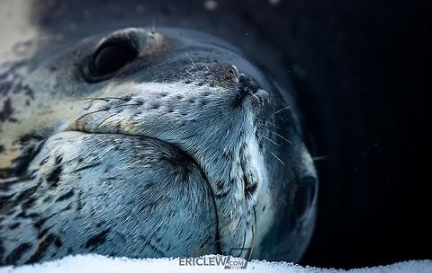 Leopard seal
