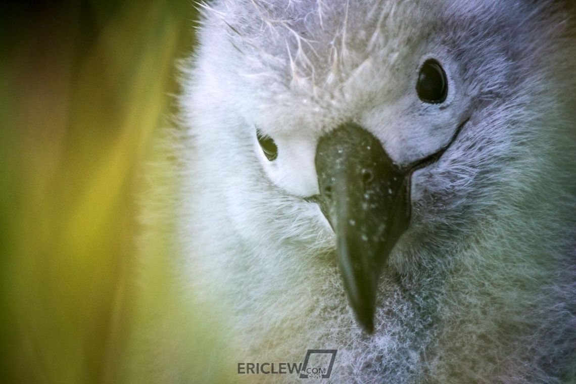 Waiting An albatross chick waits for his parents to return with food in Elsehul Bay, South Georgia. The chick&#039;s thick down keeps it warm during blustery Antarctic summers. Antarctica,Elsehul,King Penguin Rookery,Light-mantled Albatross,Phoebetria fusca,Phoebetria palpebrata,Sooty Albatross,South Georgia,dropbox,koken,wildlife