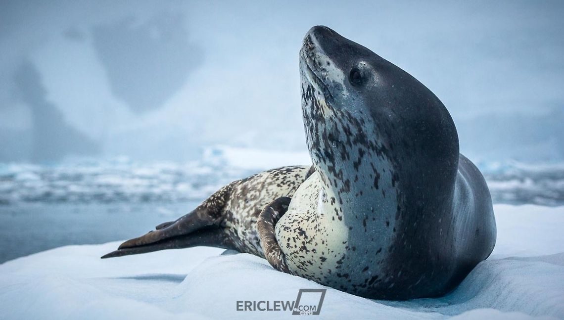 Spotted - Cierva Cove A leopard seal investates our zodiac as we cruise past the iceberg he sits on.  Leopard seals are fearsome predators, but seemed curious and friendly in our interactions.  After initially rising up and peering at us, he yawned and resumed resting. Hydrurga leptonyx,Leopard seal,dropbox,koken