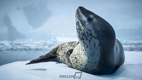 Spotted - Cierva Cove A leopard seal investates our zodiac as we cruise past the iceberg he sits on.  Leopard seals are fearsome predators, but seemed curious and friendly in our interactions.  After initially rising up and peering at us, he yawned and resumed resting. Hydrurga leptonyx,Leopard seal,dropbox,koken