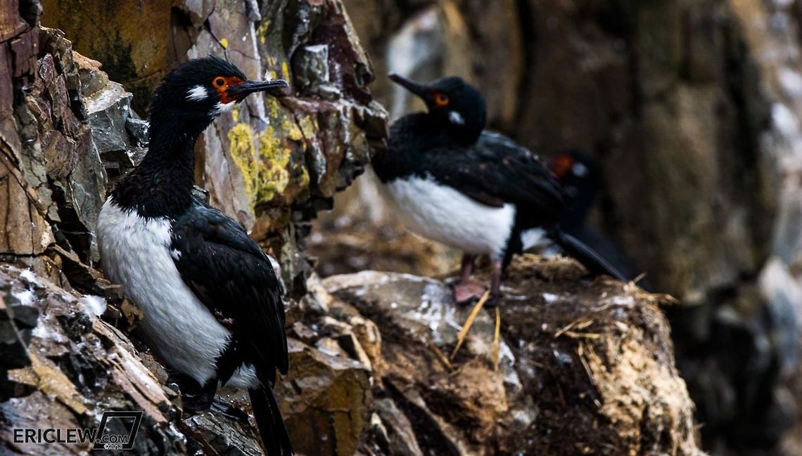 Magellanic Cormorants Red-faced magellanic cormorants (also know as rock shags) rest on the side of a cliff in the Falkland Islands.<br />
Eric Lew &copy; 2013 All Rights Reserved Phalacrocorax magellanicus,Rock Shag,dropbox,koken