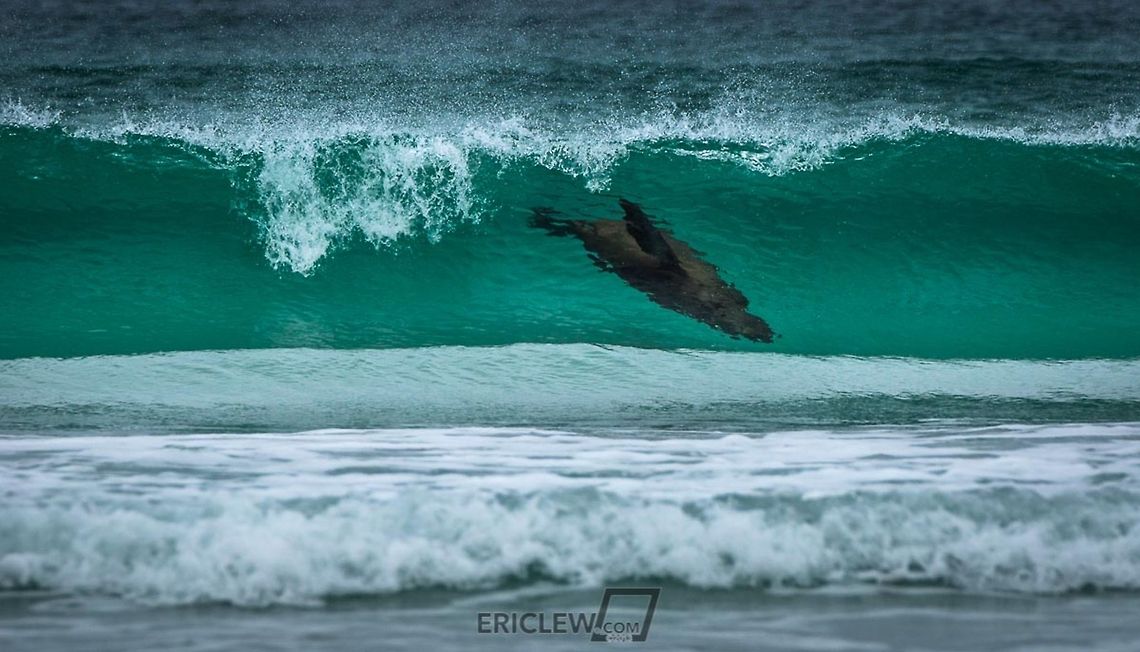 Wave Hunting A sea lion hunts for penguins, hiding within glassy, sea-green waves.<br />
<br />
Eric Lew &copy; 2013 All Rights Reserved FIQQ 1ZZ,Falkland Islands (Islas Malvinas),Geotagged