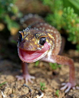 Barking Gecko Taken in Central New South Wales, Australia.  Australia,Geotagged,Underwoodisaurus milii,barking gecko,fat tailed gecko,gecko
